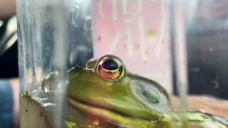 Caring for a Bullfrog Ep 2  Setting up the Bullfrog Aquarium [upl. by Ahkihs]