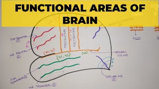 Functional Areas of Brain  1  Sulci amp Gyri [upl. by Dibb]