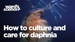 Caring and Culturing for Daphnia [upl. by Lenoyl593]