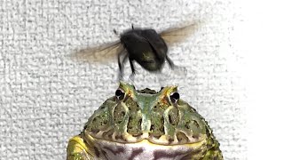 Beetle taste  African bullfrog  Pacman frog【WARNING LIVE FEEDING】 [upl. by Adnaw]