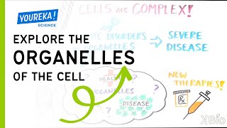 Explore the Organelles of the Cell [upl. by Clayberg148]