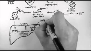 Bilirubin 1  Bilirubin Pathway [upl. by Yenetruoc]