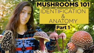 Mushrooms 101 Identification and Anatomy  Part 1 [upl. by Angelica]