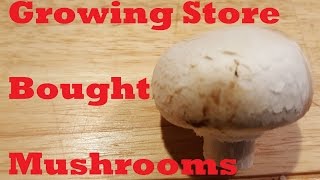 Growing Store Bought Mushrooms [upl. by Nerrual]