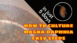 How to Culture Magna Daphnia Easily [upl. by Gorski886]