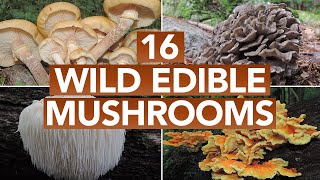 16 Wild Edible Mushrooms You Can Forage This Autumn [upl. by Odericus]