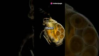 How to culture Daphnia for your Aquarium [upl. by Annekam]