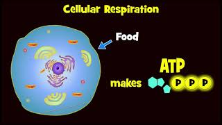 Glycolysis and Exploding Sugar Demo [upl. by Aihsikal]