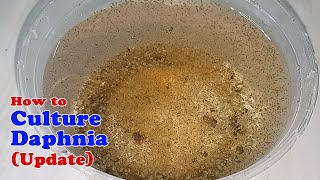 How to Culture Daphnia Update with ZERO Cost  Unlimited Live Food for Our Fish [upl. by Mroz939]