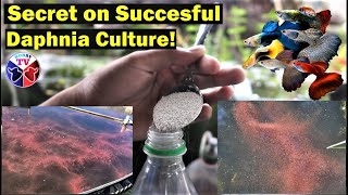 How to Culture Daphnia Successfully [upl. by Nyrol]