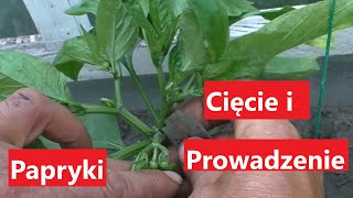 Jak ciąć i prowadzić Paprykę Część 1 [upl. by Pinkham783]