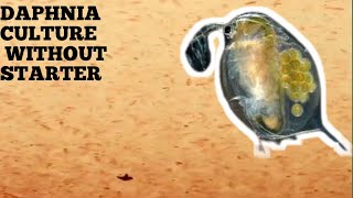 HOW TO CULTURE DAPHNIA NATURALLY WITHOUT A STARTER [upl. by Aihcropal69]