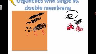 Structure and Function of Organelles 2016 IB Biology [upl. by Elissa]