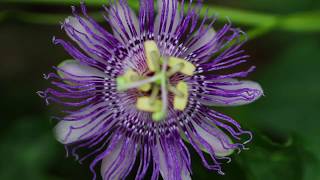 Passion Flower Passiflora incarnata [upl. by Aisatsana]