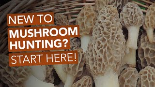 New To Mushroom Hunting Start Here [upl. by Babette]