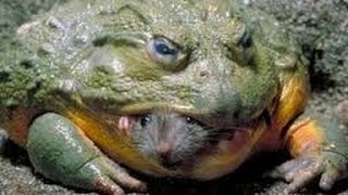 Bullfrog Eats Mouse  Slow Motion [upl. by Runck]