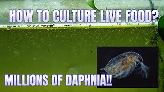 How to Culture Daphnia Secret Method to Breed MILLIONS  Simply Aquatic [upl. by Sadoff34]