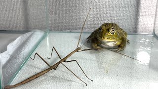 Can you eat this？  Pacman frog  African bullfrog【LIVE FEEDING】 [upl. by Aiket489]