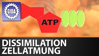 Trailer  Dissimilation  Zellatmung  Biologie  Schulfilm [upl. by Madison870]