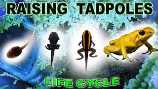 Raising TADPOLES to FROGS  Step by Step TIMELAPSE [upl. by Amand214]