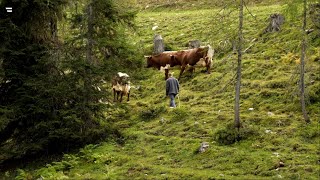 Almen in Österreich Vom Leben mit der Natur [upl. by Aniad]