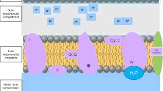 Electron Transport Chain NADH and FADH2 [upl. by Einnahpets]