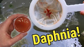 How I Culture Daphnia In Outdoor Tubs [upl. by Rellek929]