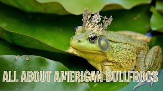 American Bullfrogs Fun Facts All About These Carnivorous Amphibians Tiggio’s Animal Facts  Tiggio [upl. by Mendel]