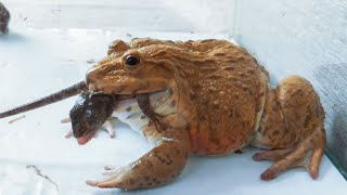 Asian Bullfrog Eating Tree Lizard Bullfrog Live Feeding [upl. by Ezeerb]