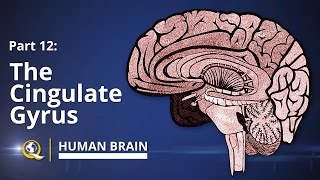 Cingulate Gyrus  Human Brain Series  Part 12 [upl. by Seugirdor]