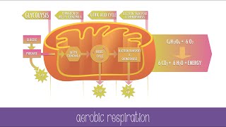 Cellular Respiration Steps and Pathways [upl. by Cockburn]