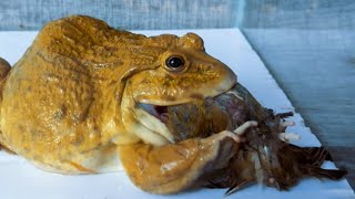 Asian Giant Bullfrog Eats Bird  Bullfrog Live Feeding [upl. by Boulanger]