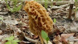 How To Grow Morel Mushrooms [upl. by Joo873]