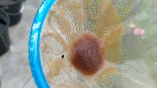 How to culture daphnia moina in a small container Part 1 English Subtitle [upl. by Paza528]