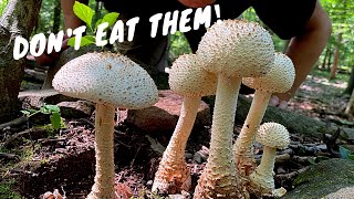 7 Common Poisonous Mushrooms You Should Know [upl. by Gradey153]