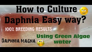 Daphnia MagnaHow to Culture Daphnia Easy wayCulturing Daphnia using Green water Daphnia [upl. by Kehoe]