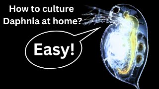 BEST Live Fish Food Beginner guide How to Culture Daphnia at home [upl. by Marne195]