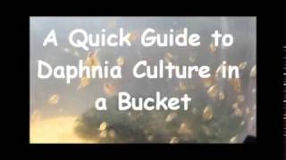 How to culture daphnia outside [upl. by Ahouh159]