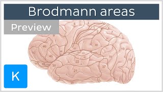 Brodmann areas of the cerebral cortex preview  Human neuroanatomy  Kenhub [upl. by Nnylram]