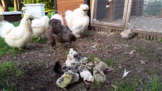 Silkie Chicks Greeted by Adult Silkie Chickens [upl. by Jolie]