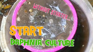 How to culture daphnia moina the easy way 1  Starting the Daphnia culture [upl. by Kilgore]