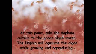 Daphnia  How to grow daphnia in your home [upl. by Airetnohs645]