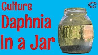 How to Culture Daphnia in a Jar [upl. by Esoryram738]