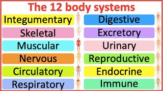 12 Organ Systems  Roles amp functions  Easy science lesson [upl. by Aidekal]