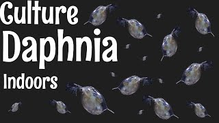 How to Culture Daphnia [upl. by Lytsirk]