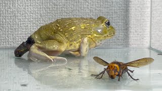 When you p💩💩p in front of the giant hornet   Pacman frog  African bullfrog【LIVE FEEDING】 [upl. by Geiger]