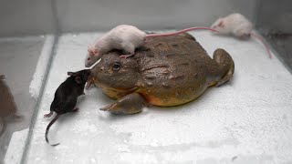 Giant African Bullfrog eats adult mice Warning live feeding [upl. by Dlanod215]