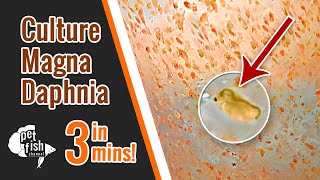 How to culture DAPHNIA MAGNA  The easy way [upl. by Aifas]