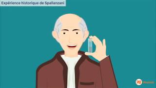 Spallanzani  expérience sur la digestion [upl. by Ahsenyt]