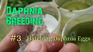 Daphnia Culture made simple and easy 3  Hatching Daphnia eggs [upl. by Trini]